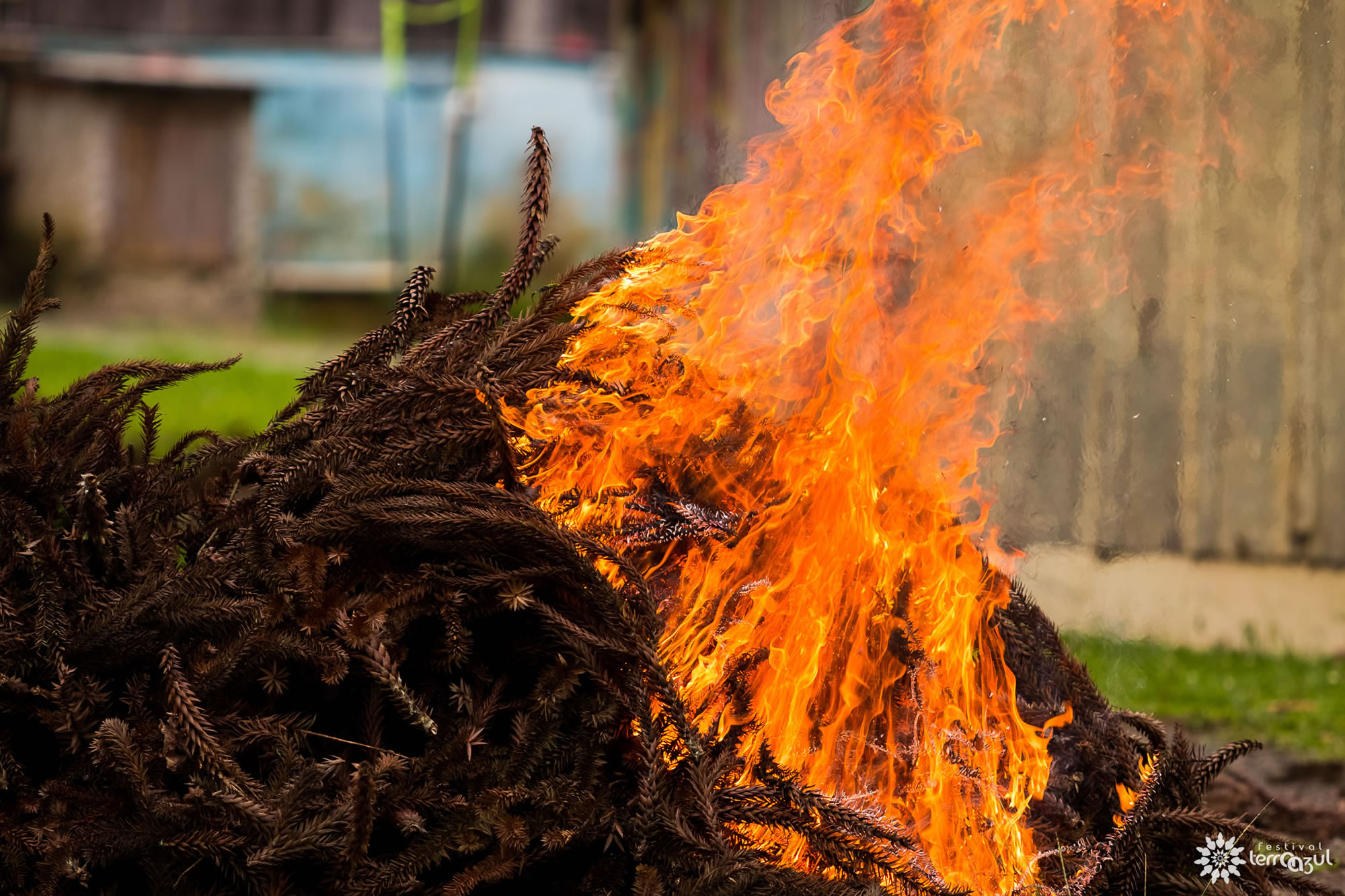 Foto - Senff & Marchesine